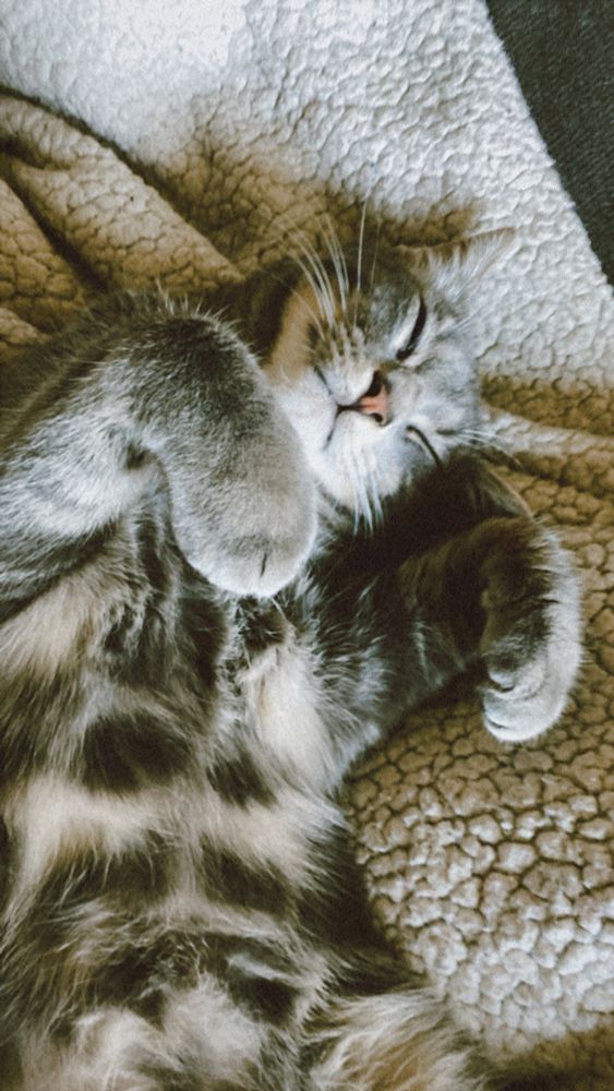 Mon chat Momo avec les pattes de chaque côté de sa petite tête trop mignonne, il dort sur mes genoux 