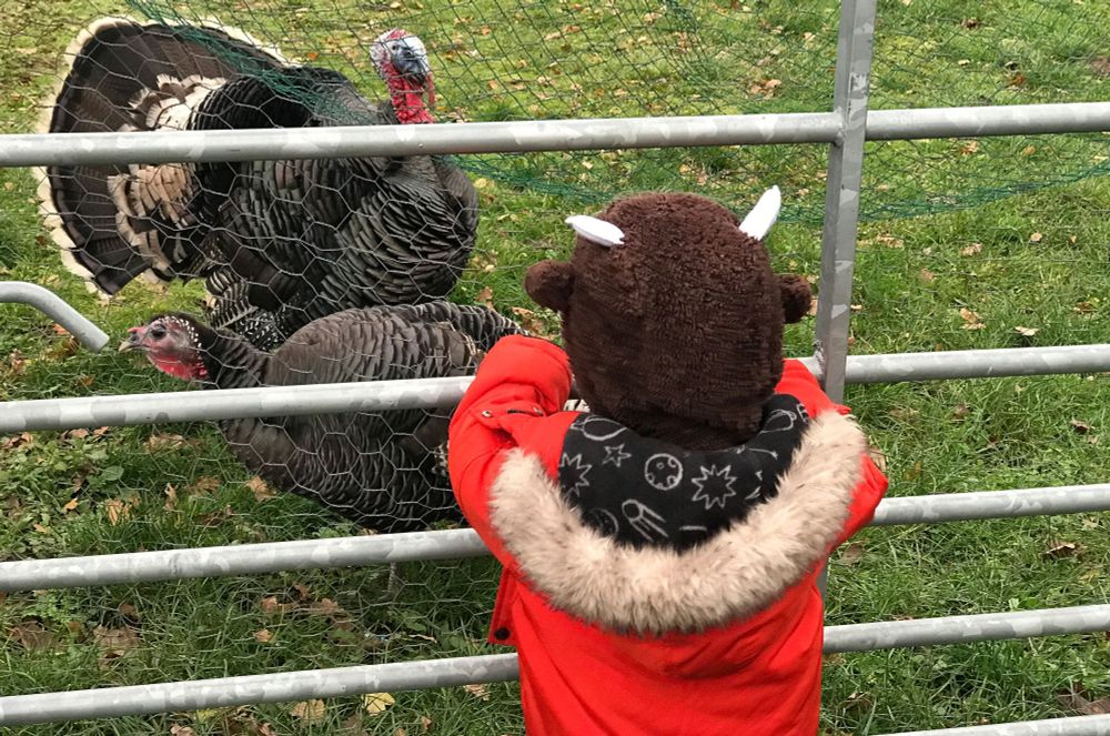 My grandson dressed as 'The Gruffalo' with two turkeys in an allotment field. It reminded me of the time I photographed Benjamin Zephaniah for The Guardian and of his 'Talking Turkeys' poem. Benjamin was a vegetarian and would have approved of these two turkeys, kept as pets and not destined for the table.
