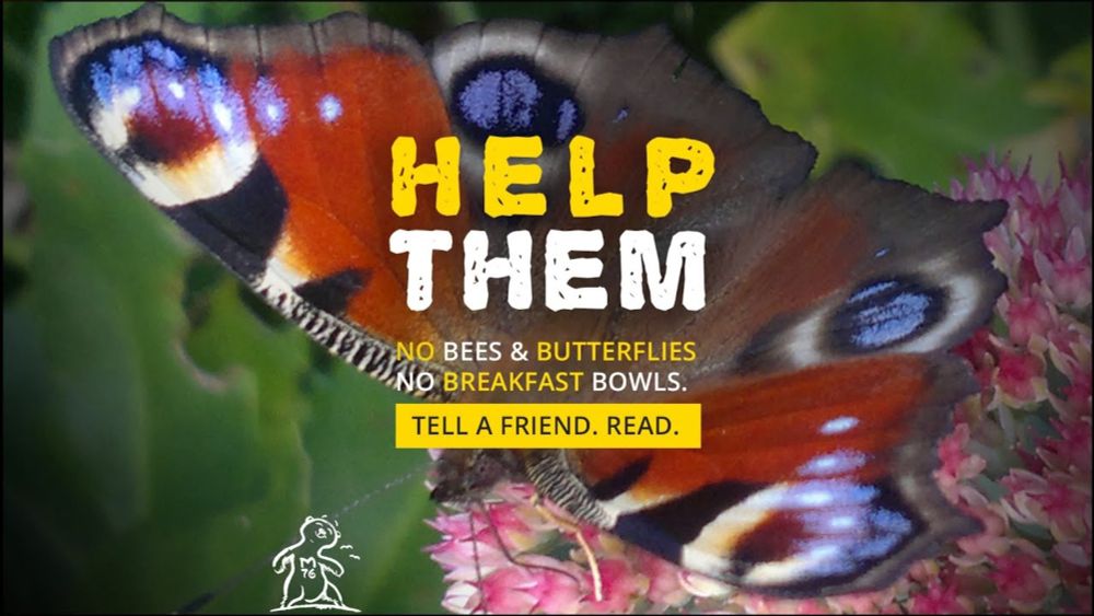 Tips: HELP BUTTERFLIES and BEES – DIY steps for your little wildlife heaven