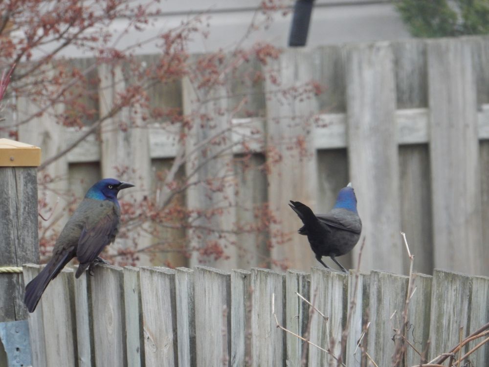 A pair of black and blue birds on a fence.