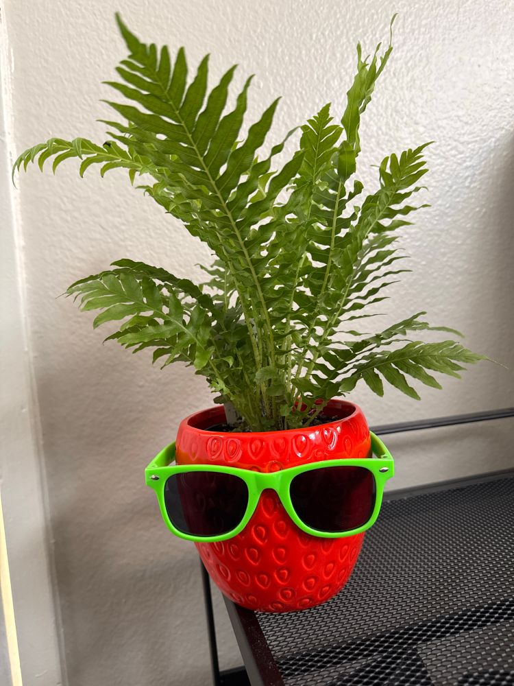 A small fern in a small red pot that has sunglasses attached to the front. 