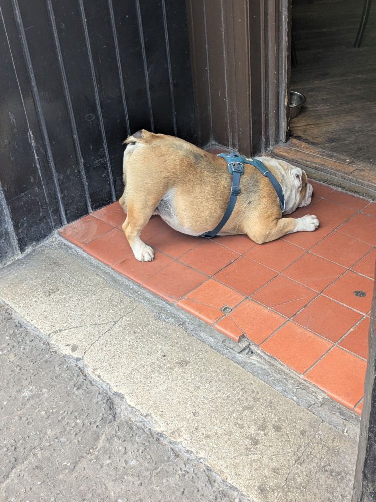 This good boy doggy fell asleep in a cute position with his bum in the air 😁