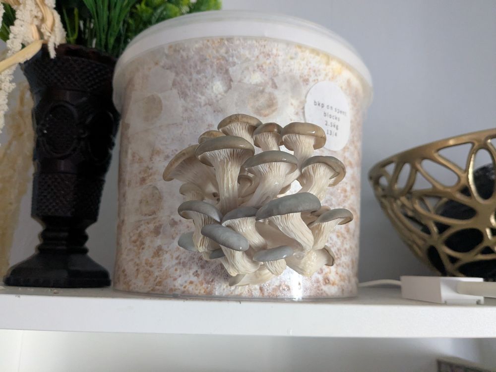Oyster mushrooms growing from a recycled plastic bucket