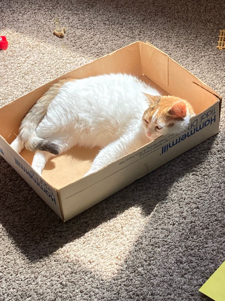 Orange and white cat suns herself in a paper box lid