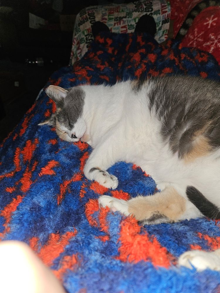 Sammy sleeping on my legs this morning. 