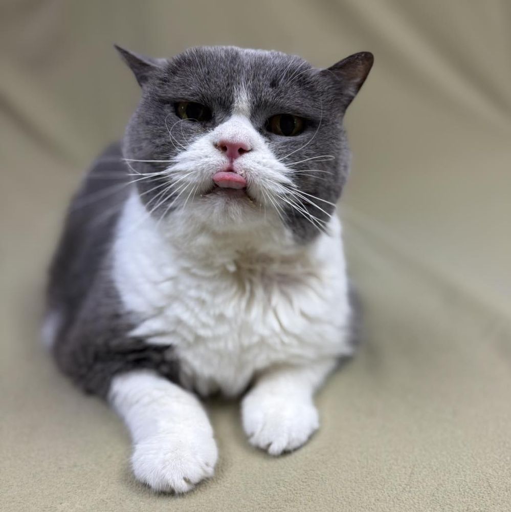 A grey and white British Short Haired cat named Bear with his tongue stuck out at the camera.
