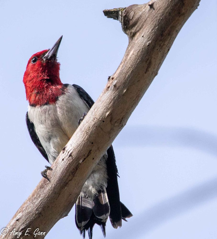 A red headed woodpecker stands on a tree branch.  The light blue sky highlights the stark red of its feathers