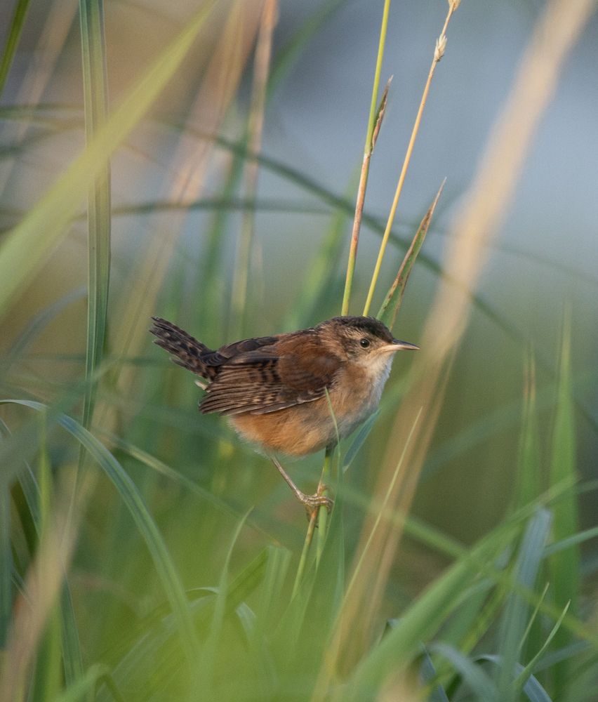 A marsh wren stands on long blades of vegetation.  It is photographed with blurred blades of the same type of grass in front.  There is a break between blades that allows for a photo of the wren