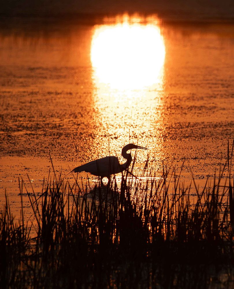 A great egret standing in shallow water with grass in front of it.  The bird and vegetation are in silhouette as the sun is behind them.  The water is an orange color as the sunrise reflects on it, with a bright streak of white and yellow light that is the reflection of the sun is in direct line with the egret