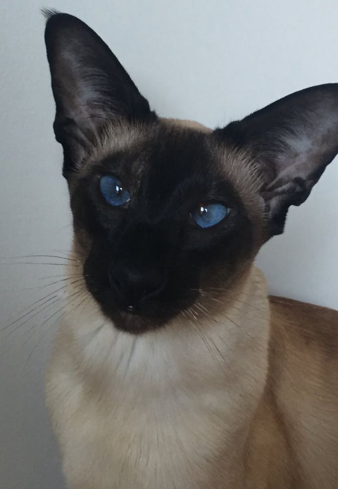 Head & neck photo of my seal point Siamese cat, Katsu (Kaloke line). Black face & eRs, beautiful blue eyes & cream neck/front of chest