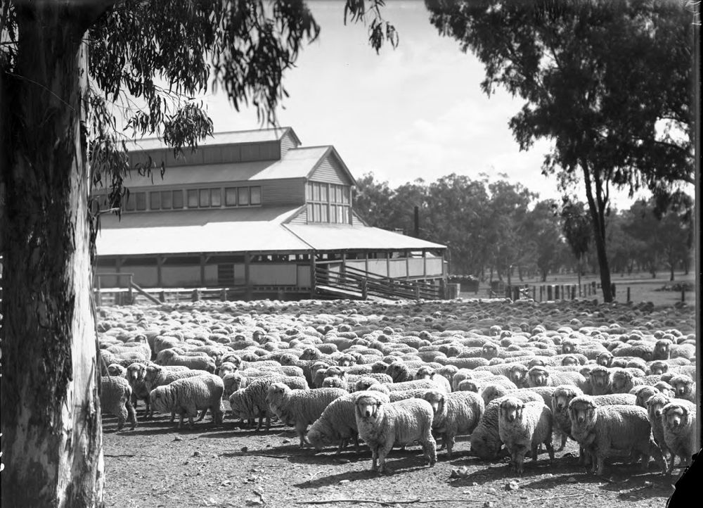 Sheep outside sheds, shearing time Quirindi, New South Wales / Frank Hurley