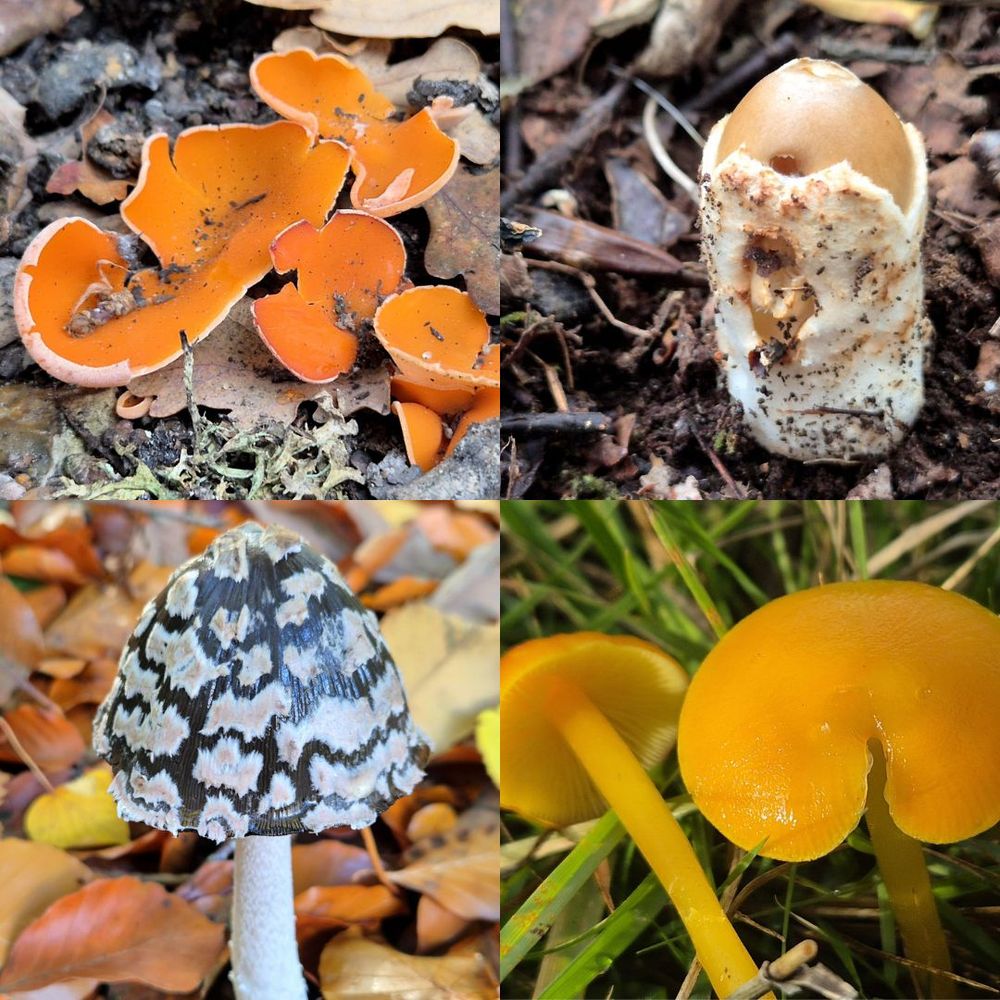A couple of finds from Wales on my tour this week, including a handsome magpie inkcap (Coprinopsis picacea). Above, two more finds from Alice Holt Forest: an orange-peel fungus (Aleuria aurantia), and an emerging tawny grisette (Amanita fulva), looking more like an acorn in a tube!