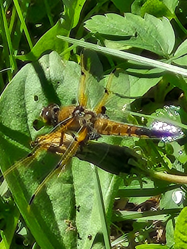 Photo d'une libellule sur une feuille. 