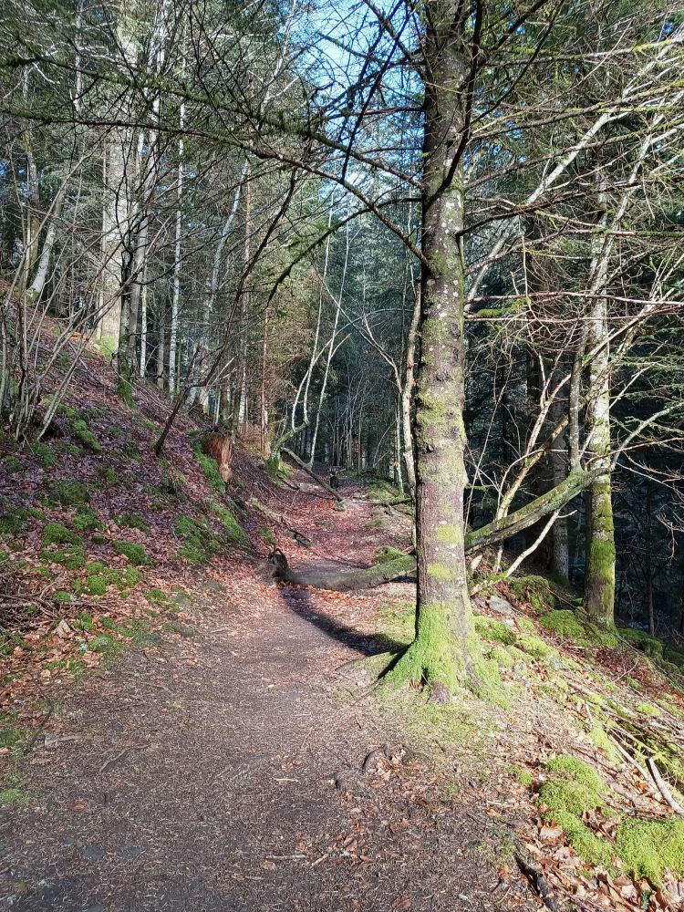 Chemin dans un sous bois avec la lumière du soleil qui vient illuminer un arbre à droite 