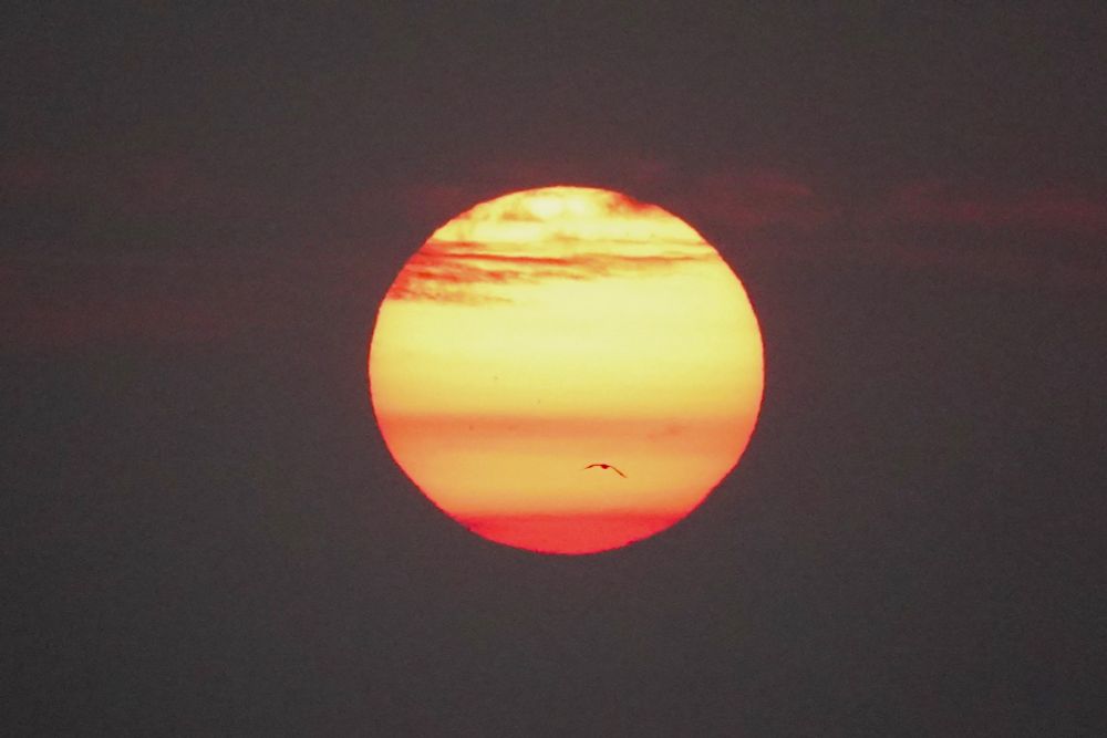 The sun on the background of a gray sky with pale pink stripes of cloud, appears as an orange globe with stations of red. In the foreground is a tiny silhouette of a bird.