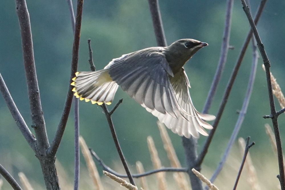 The light catches this cedar waxwing in flight, causing it to look a greyish brown. It has a small eye mask and yellow tipped tail.