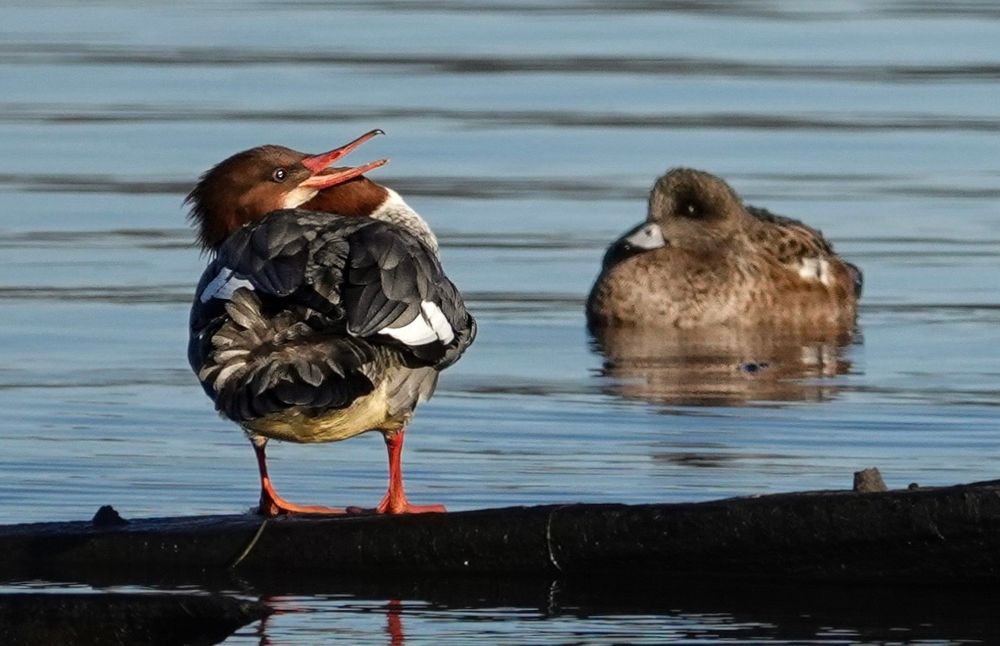 A common merganser perches on a log in a river! Is red head turned and twisted to look up and back. Its hooked beak is open. I’m the background, a wife in floats in the water