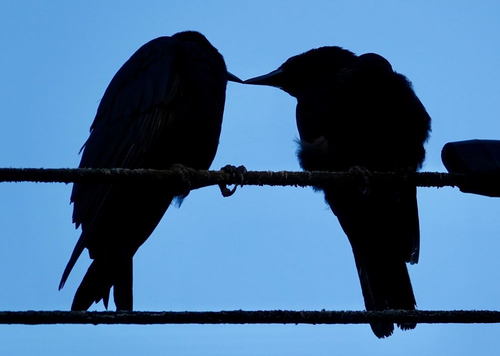 Two blackbirds and silhouette perched on a wire, their beaks touching tip to tip