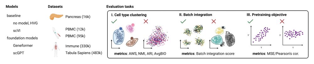 This is a summary figure of the evaluation setup where two foundation models, Geneformer and scGPT, together with baselines such as no model (HVG) and scVI were evaluated on 5 datasets in 3 tasks for cell type clustering, batch integration, and pretraining objective. The figure illustrates the expected good and bad cases for each task. In cell type clustering a good outcome is when cell types separate in the embedding space, while bad is when they are intermixed. In batch integration, expected is the separation across cell types, not batches. In the pretraining objective, a positive correlation is expected between input and predicted values.