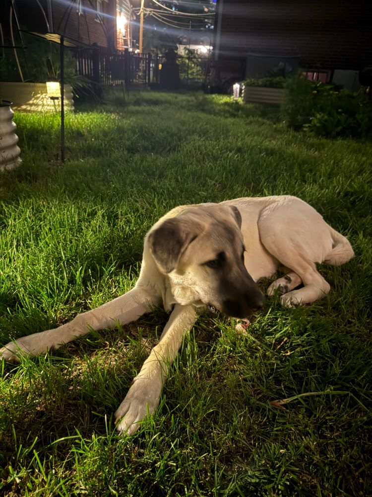 My Anatolian Shepherd Puppy, posing on the grass at night 