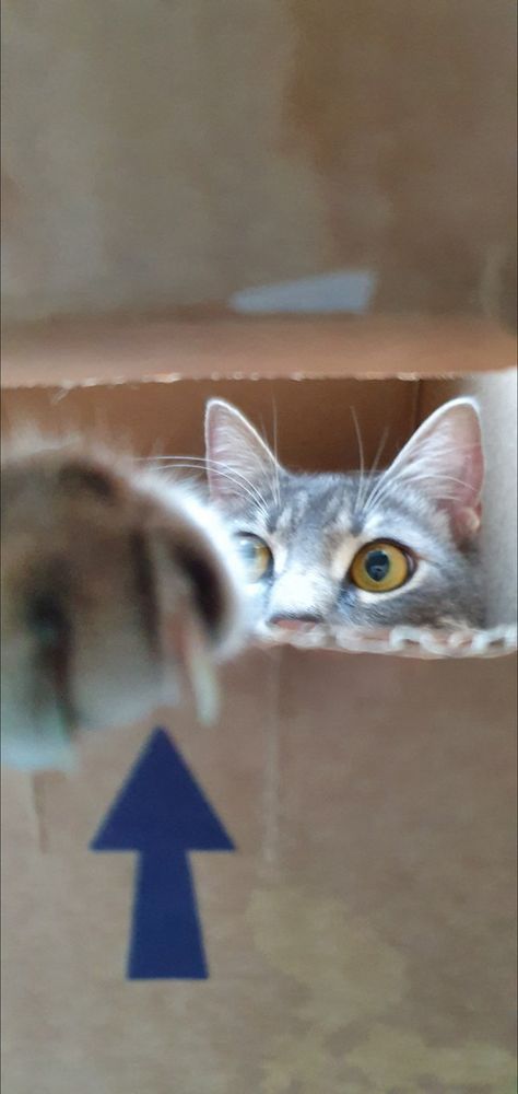 Cat with claw out in a cardboard