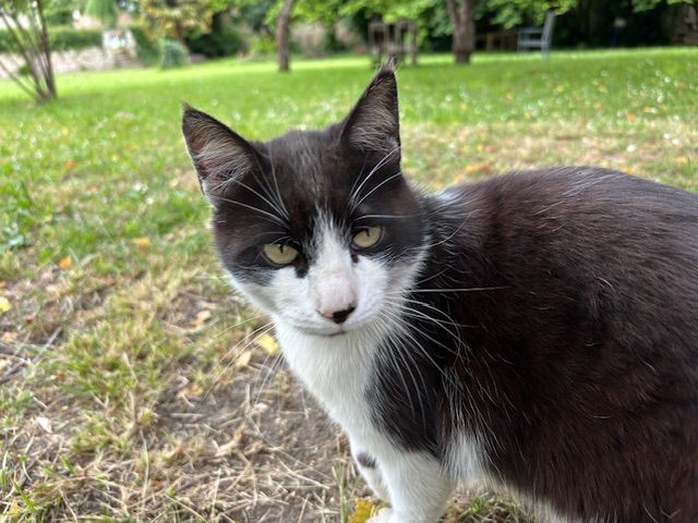 A close-up photo of a black & white cat with a blurry open field behind it.

It looks very similar to Squeaky - black eyes, head, and back, white nose, mouth, throat, & belly - hence the familial ‘Cousin’ reference - like ‘Tell Squeaky I said ‘Hi’.