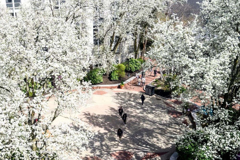 People walk on a pathway full of flowers