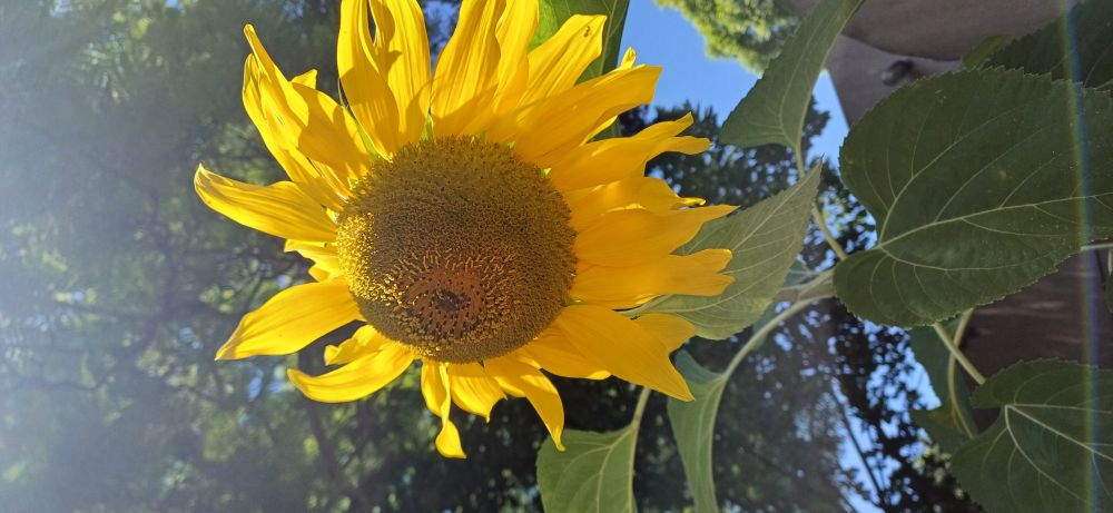 Photograph of a sunflower.