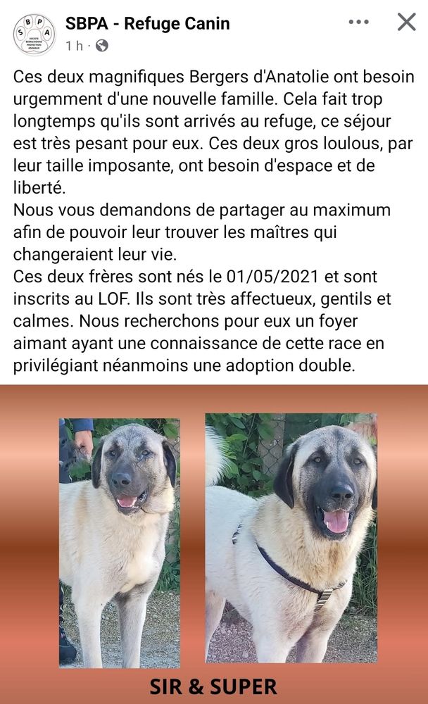 2 bergers d'Anatolie appelés Sir et Super vivent mal leur abandon, gros chiens pour très petites box 