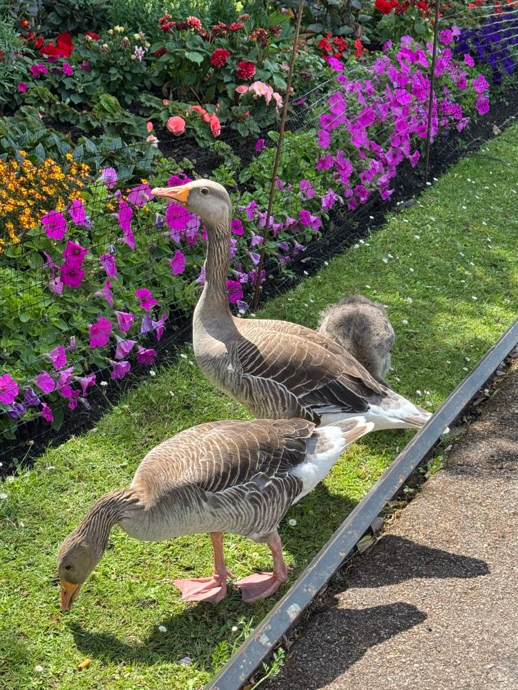 A pair of Greylag Geese and one of their goslings graze on the grass between the sidewalk and a multicolored flowerbed. 