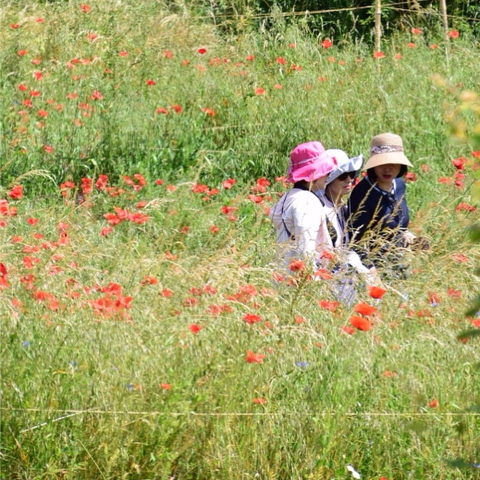 Three women in floppy sun hats sit in a field of tall grass and poppies in the village where Monet spent his last years. 