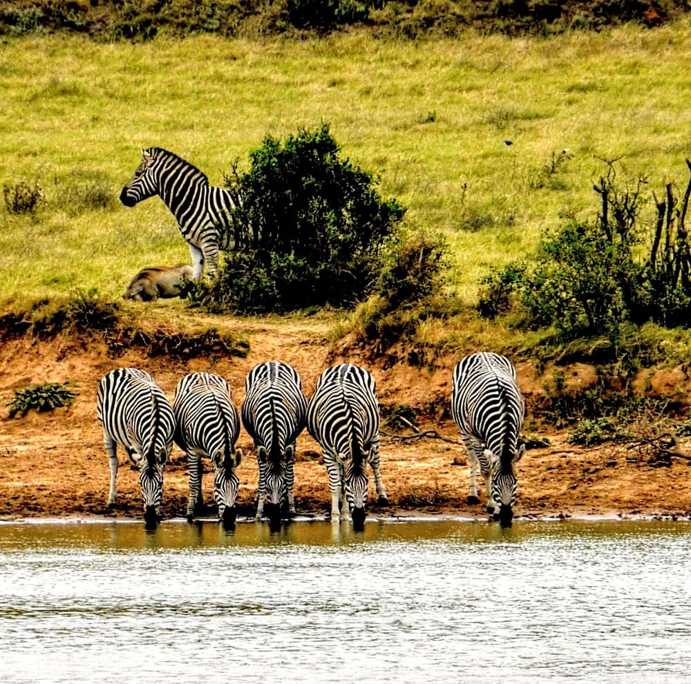 Zebras an einem Wasserloch in Südafrika 