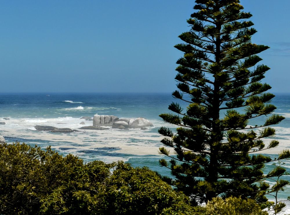 Raue See vor Kapstadt, grüne Pflanzen im Vordergrund 