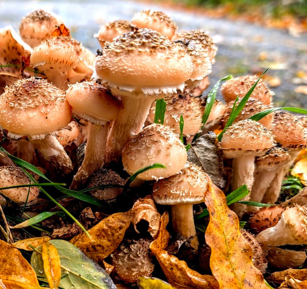 mushrooms growing out of the ground, surrounded by brown leaves
