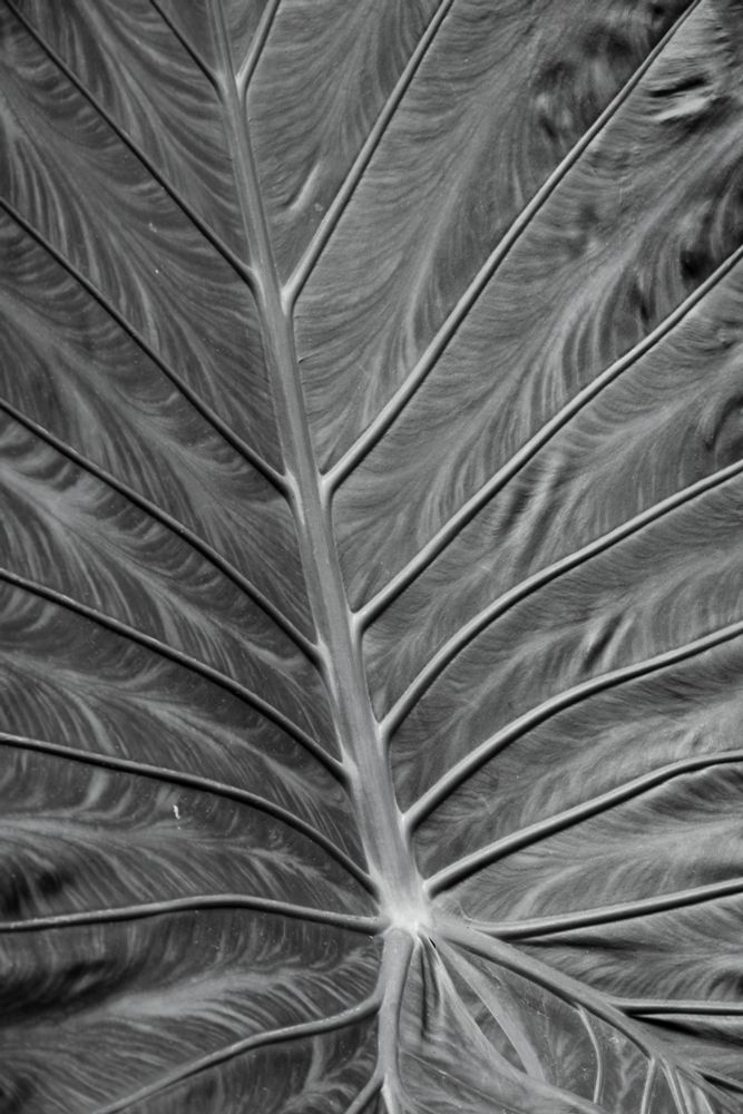 Nahaufnahme in schwarz-weiß zeigt die detaillierte Blattstruktur einer Alocasia oder Colocasia Pflanze, die auch als Elefantenohr oder Taro bekannt ist. 