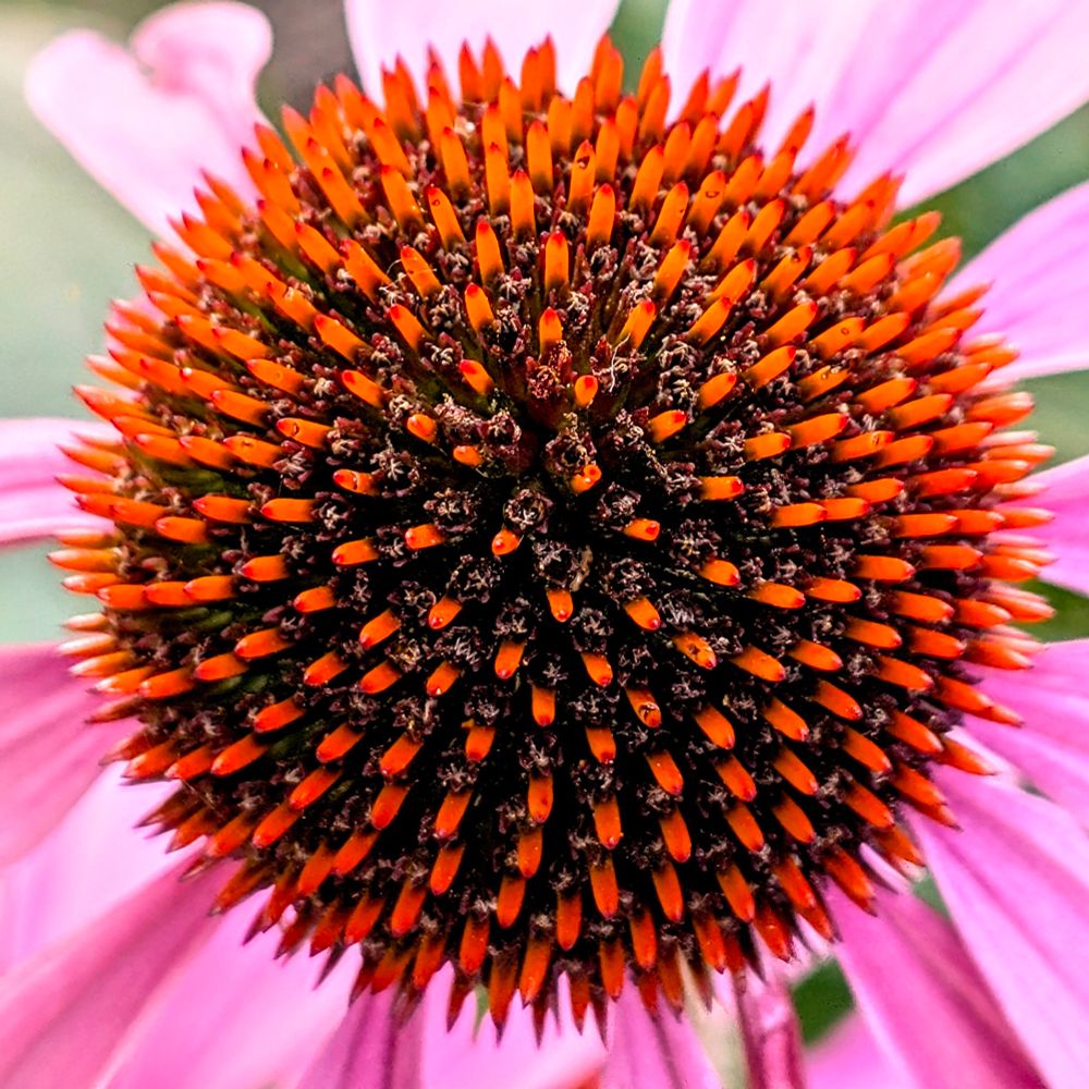 Blüte eines Scheinsonnenhuts in Nahaufnahme 