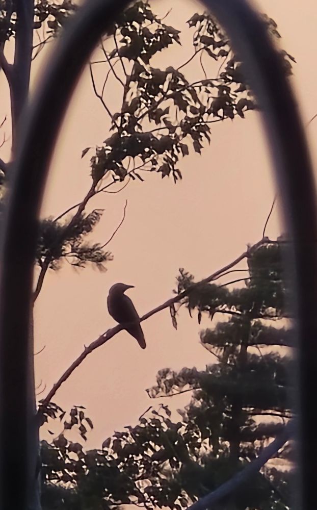A crow sits on a branch just before sunset.