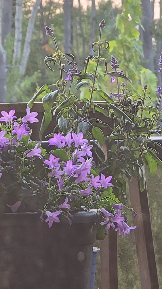 A picture of purple Salvia and bell flowers growing in pots.