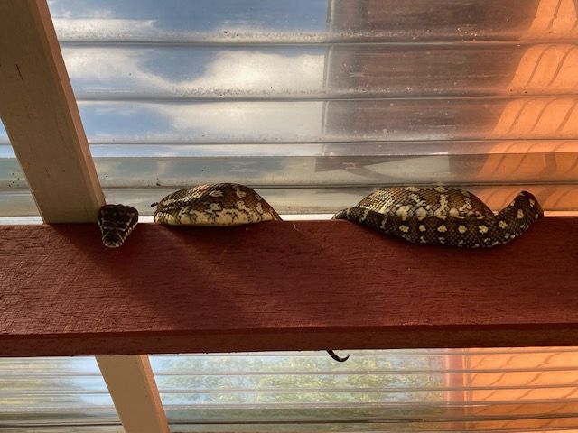 Carpet snake sunning herself on a wooden beam under a clear greenhouse roof.