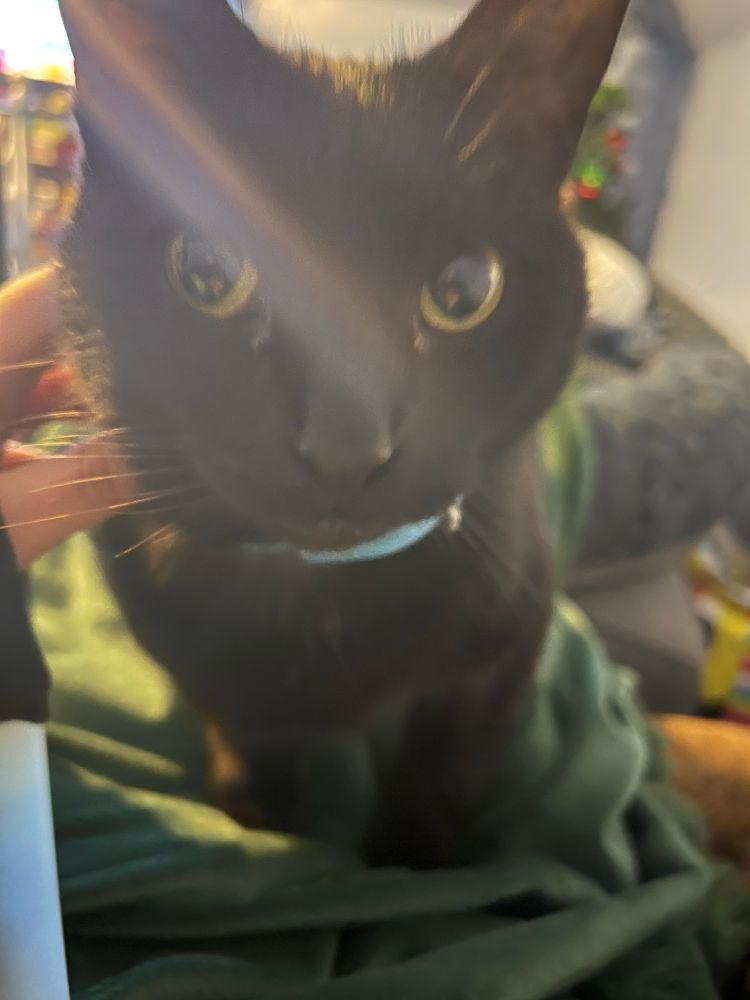 A black cat with yellow eyes stands on a green blanket. There is a hand scritching her neck and a ray of light shining down from above her. 