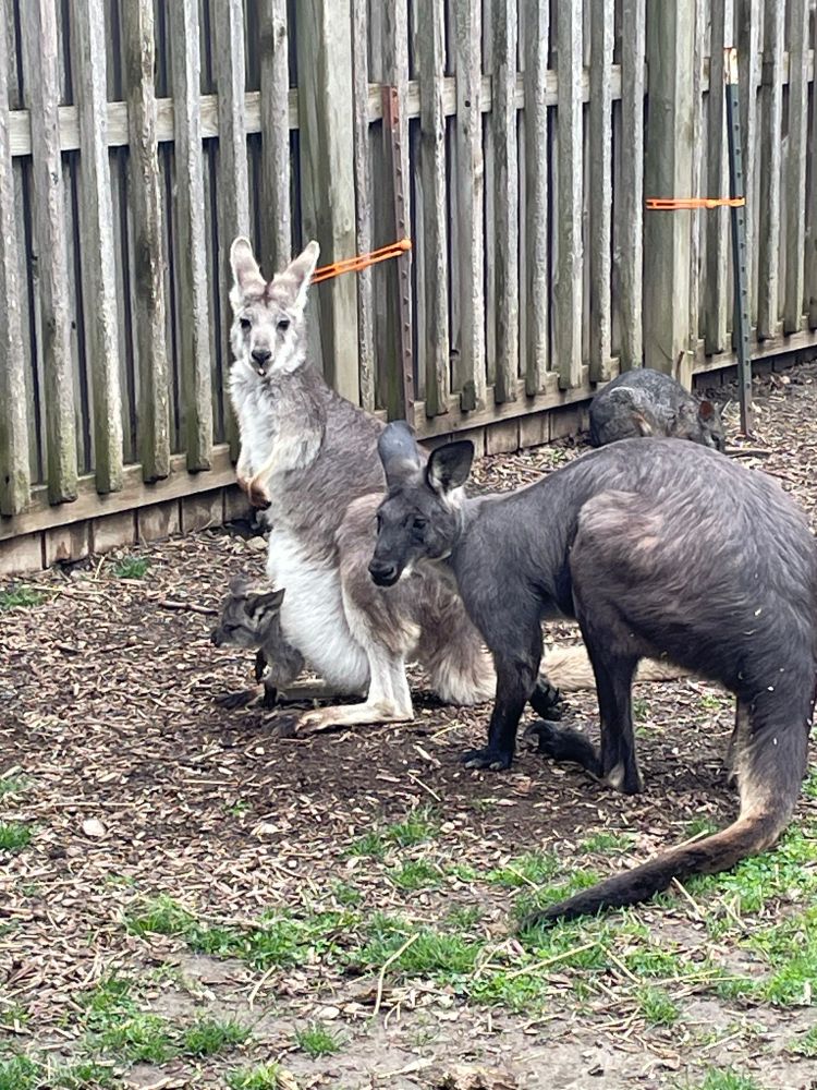 Female Wallaby with little joey peeping out of her pouch and Male (dad) looking on in a protective stance 