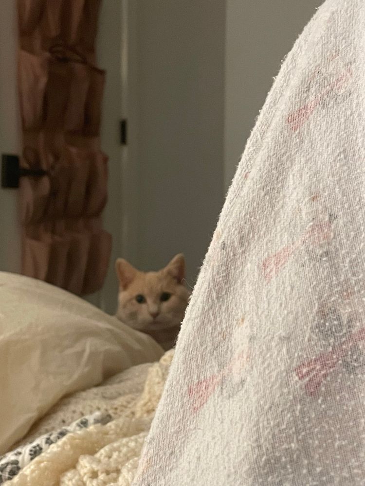 pumpkin the cat staring at me