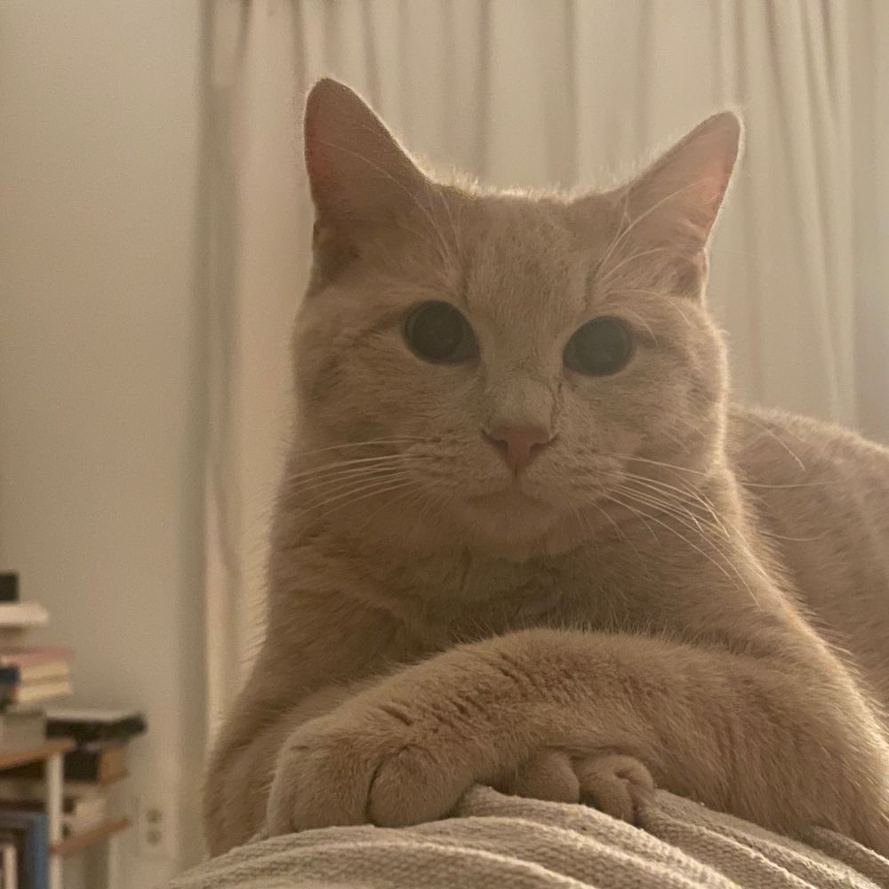 pumpkin the cat alert