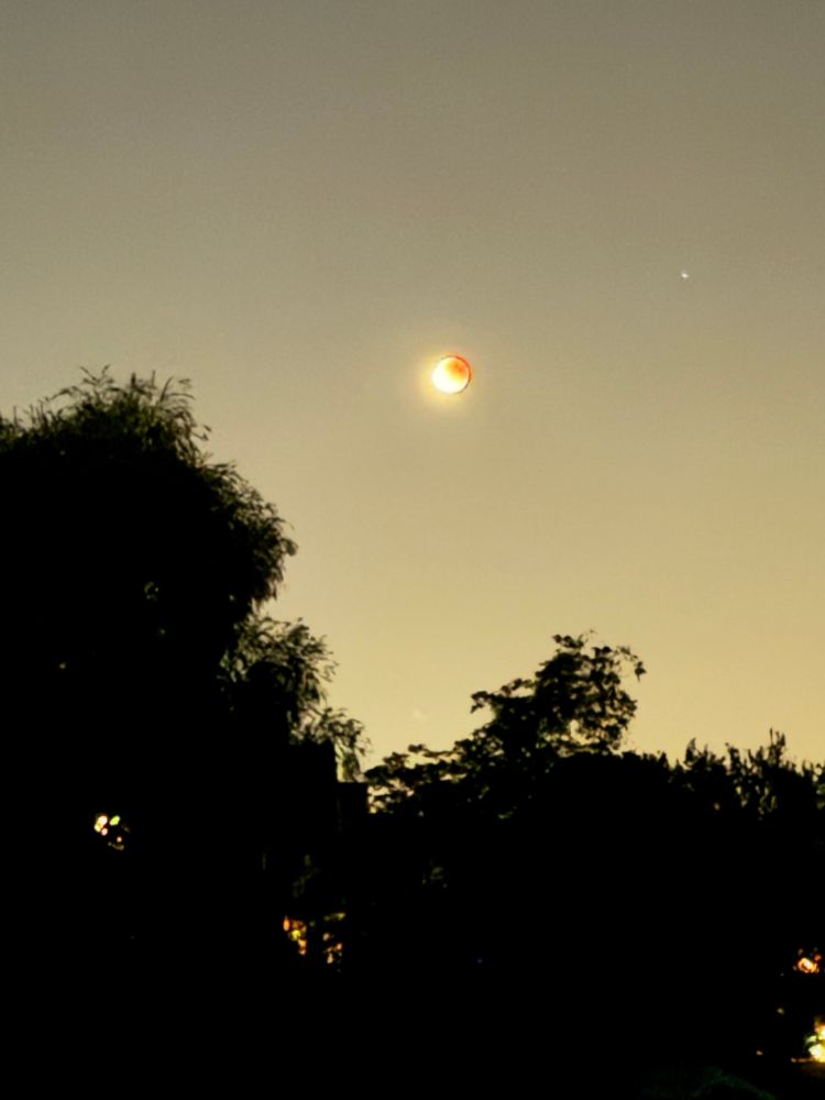 Blutmond am abendlichen Himmel. Im Vordergrund die Silhouetten großer Bäume.