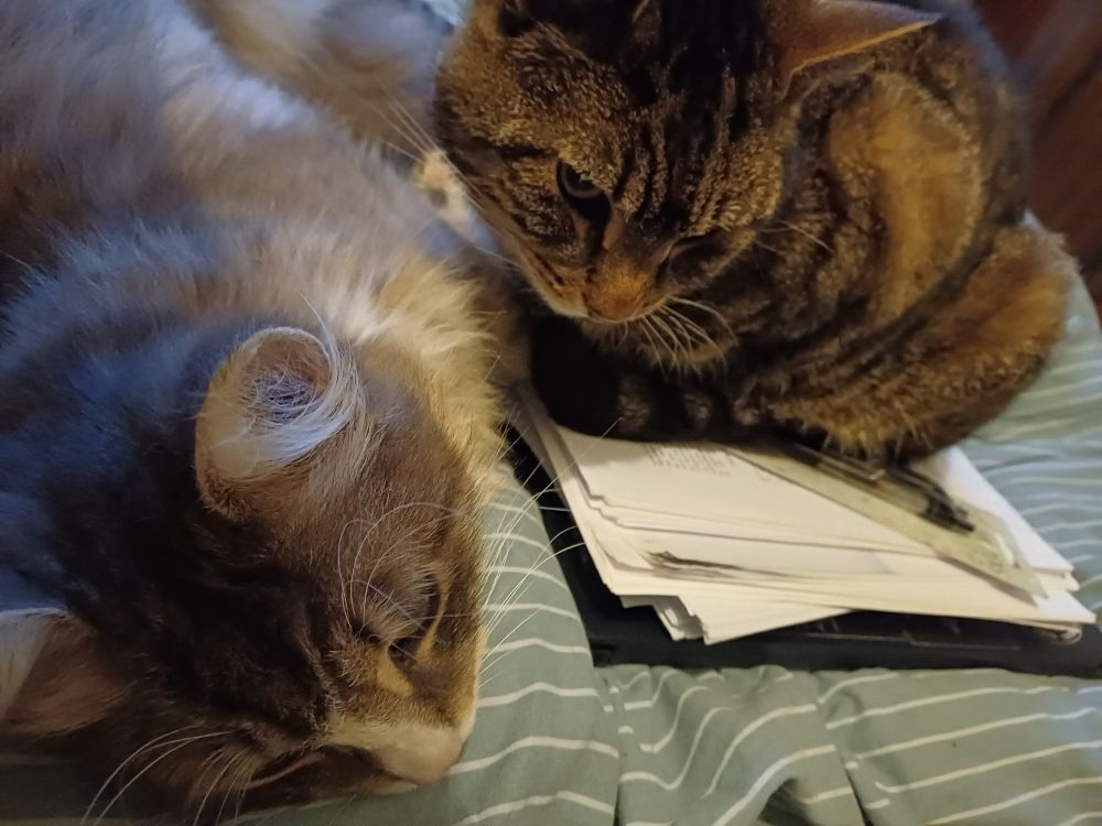 One tabby cat sitting on my papers, one longhaired Maine Coone look-alike lying in my way.