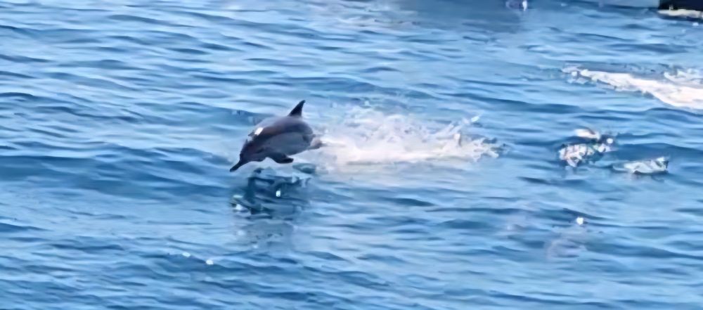 A common dolphin leaping in the ocean. Part of a superpod of hundreds-to-thousands of dolphin currently off the coast of California.