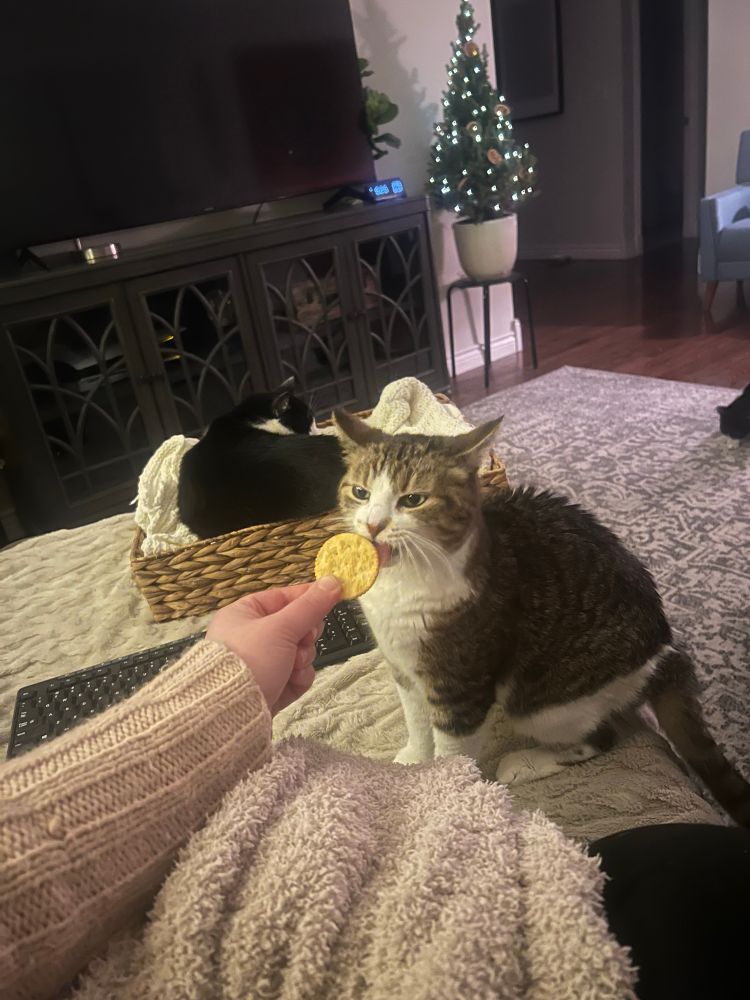 A tiger cat with lil green eyes licking a ritz cracker like her life depends on it