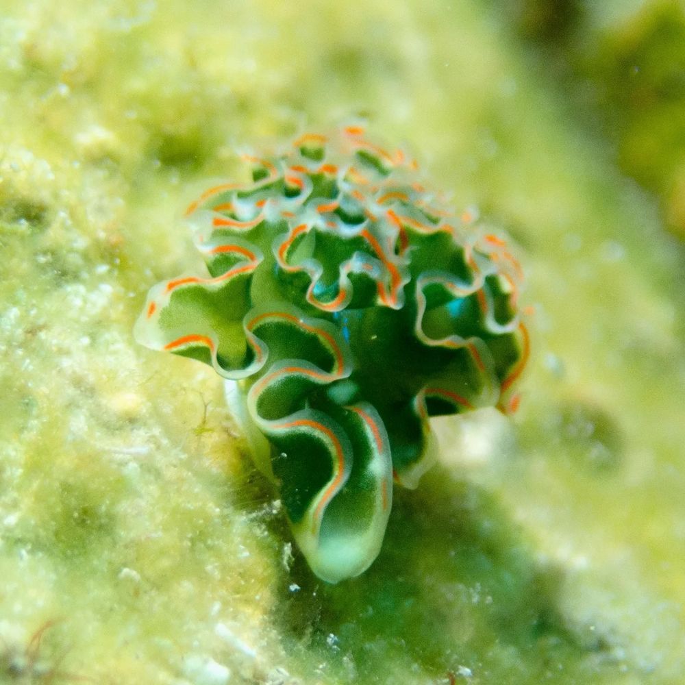 A green lettuce sea slug with orange stripe frill