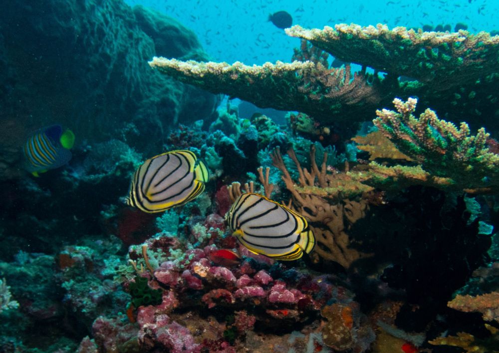 A pair of ornate butterflyfish take shelter under plates of hard coral. 

A royal(?) angelfish swims in the background