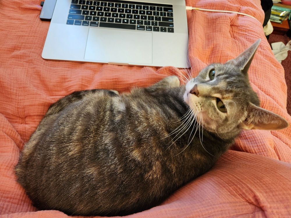 Babbie, a gray tabby cat, sits curled up in bed in front of her human friend's laptop. She looks back toward the camera, smiling with her eyes like she's planning to audition to be on America's Next Top Model. She doesn't know of Tyra Banks's many scandals.